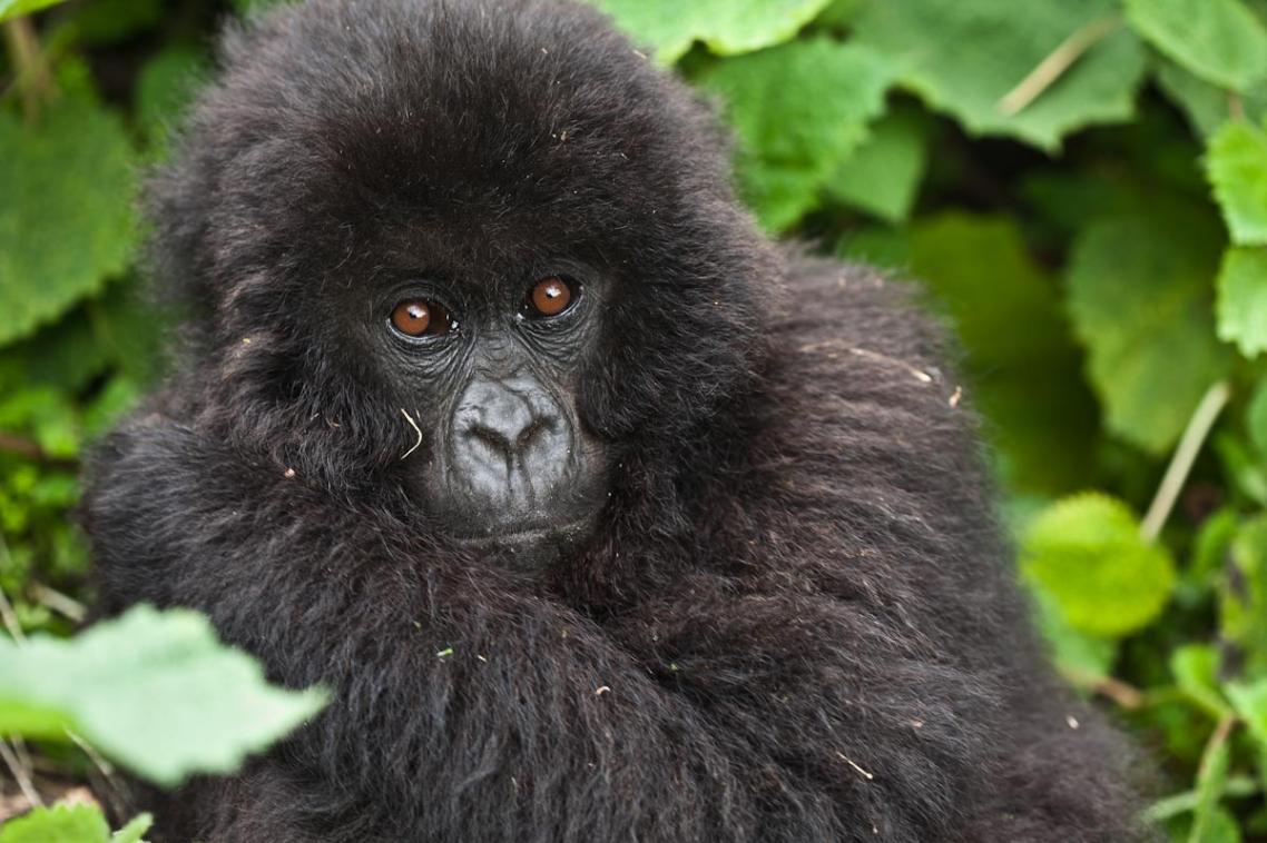 The Mountain Gorilla is one of the species found to already be affected by climate change. Photo by Liana Joseph.