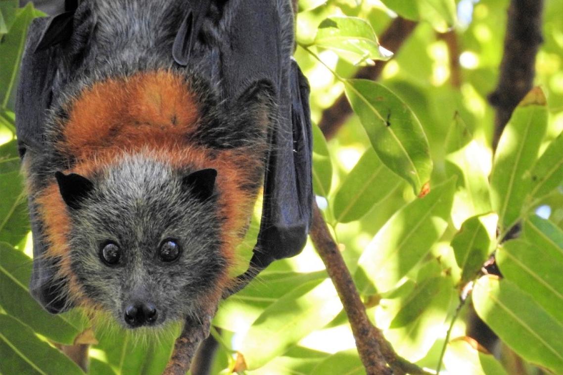 A spectacled flying fox hangs from a branch