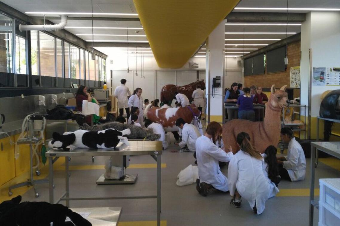 UQ Vet Science students in equine emergency and critical care practical.