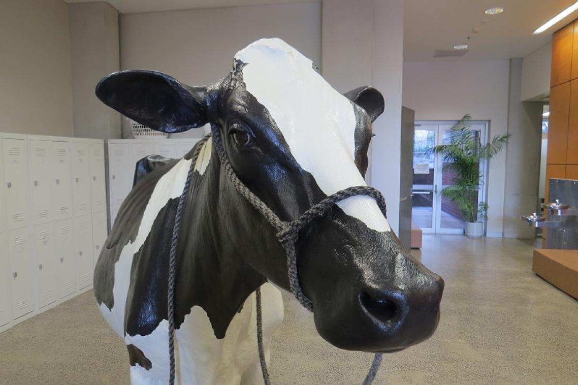 UQ's life-size simulated cow - Mrs O'Leary