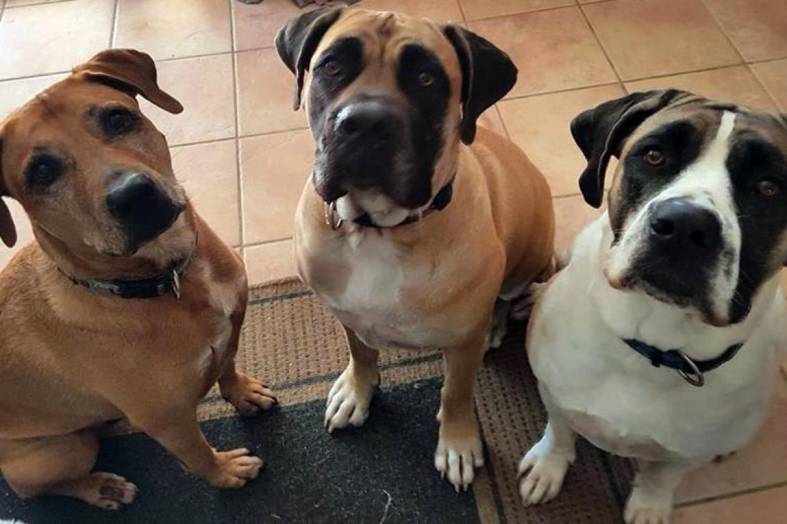 Gus (left) with sisters Skye and Storm