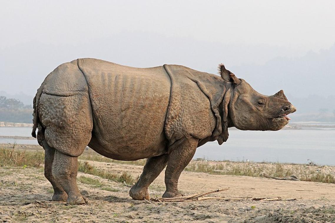 The greater one-horned rhinoceros standing on muddy ground