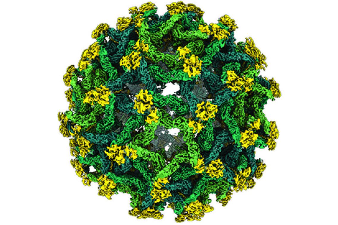 A reconstruction of the Binjari virus, which will help reimagine the architecture of immature flaviviruses. Image credit: Dr Natalee Newton