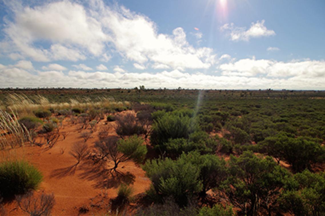 Desert-myrtle-shrubland-in-Australias-Gibson_Desert
