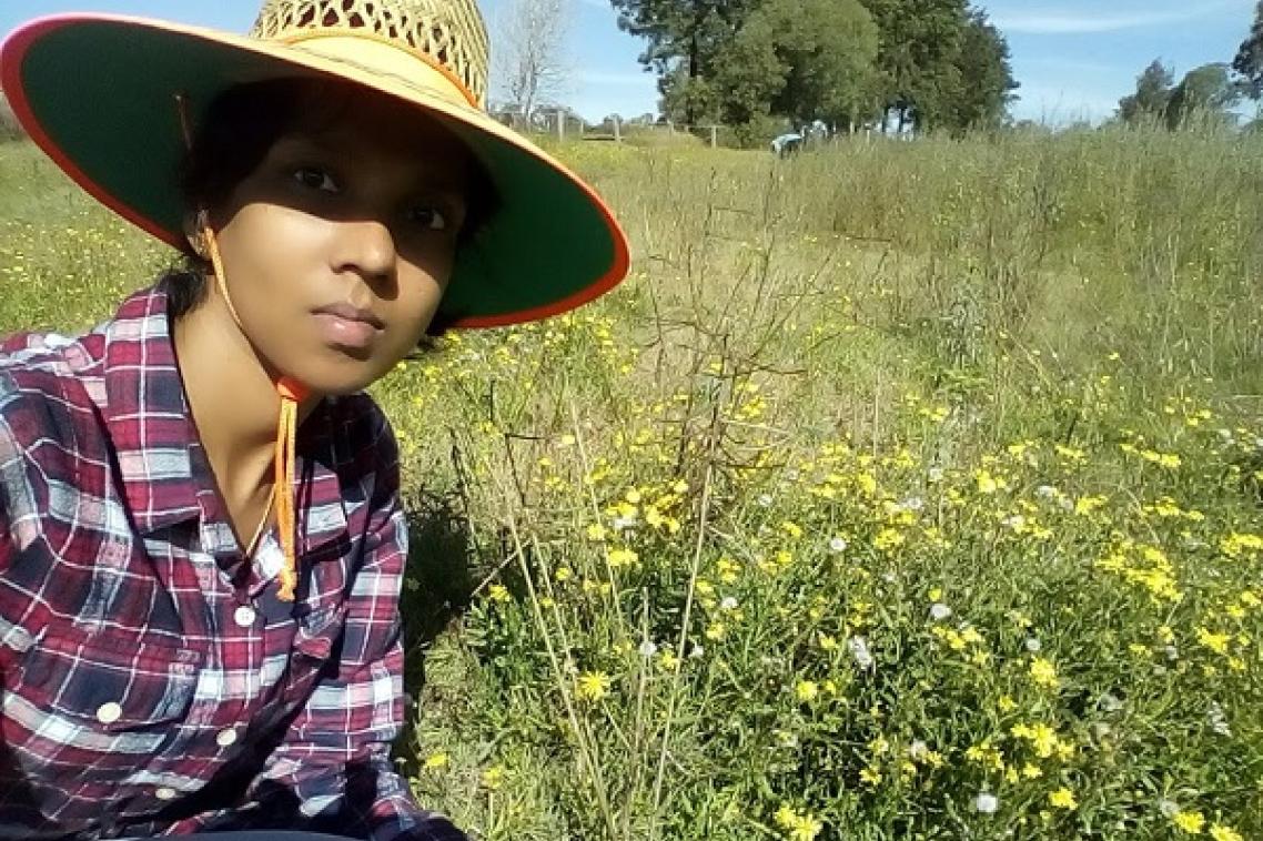 UQ researcher Kusinara Wijayabandara seeks community help in tackling the invasive fireweed