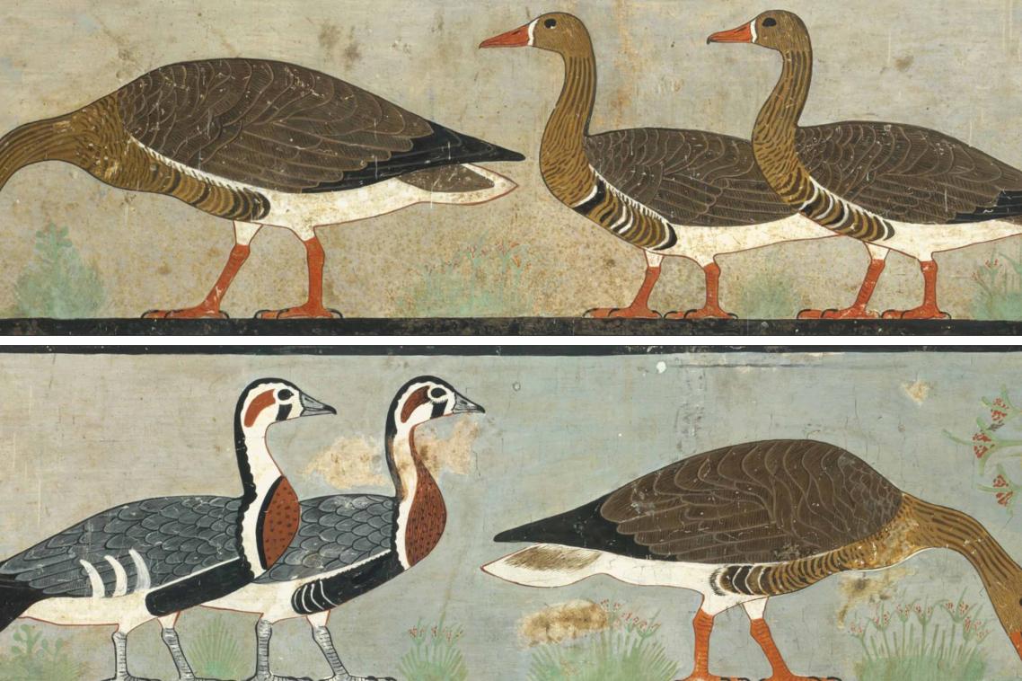 Image above: ‘Meidum Geese’, Chapel of Itet, mastaba of Nefermaat and Itet (Dynasty 4), Meidum, Egypt. Image: C.K. Wilkinson.