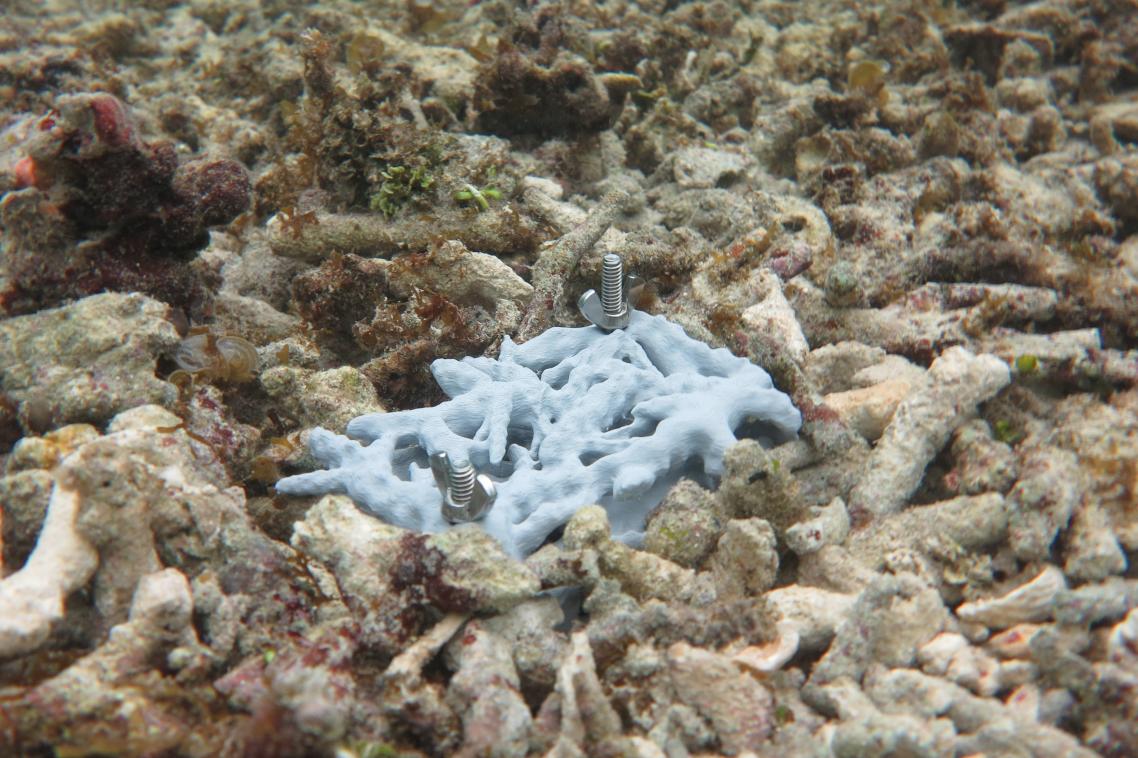 RUbble Biodiversity Samplers (RUBS) deployed in dead rubble habitat on a coral reef in Palau to attract the great diversity of cryptic animals.