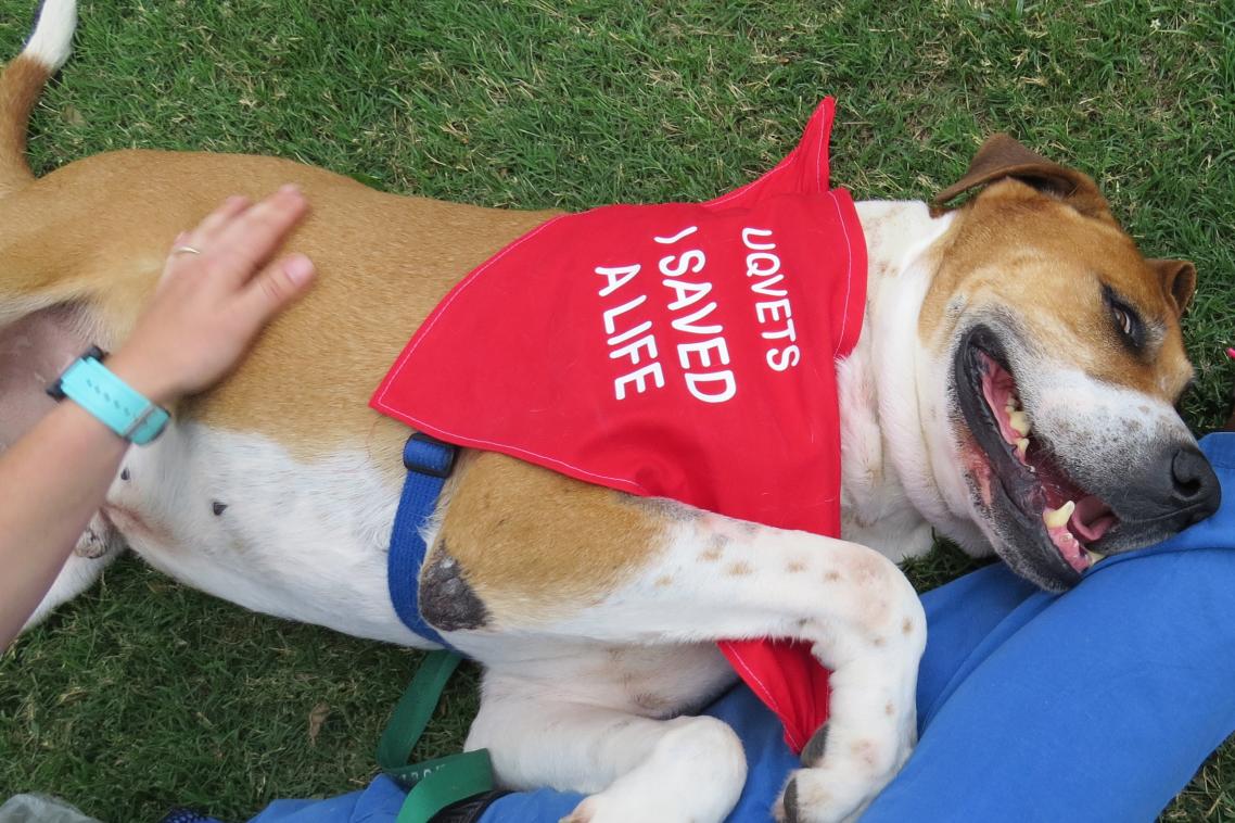 Hero dogs help save lives