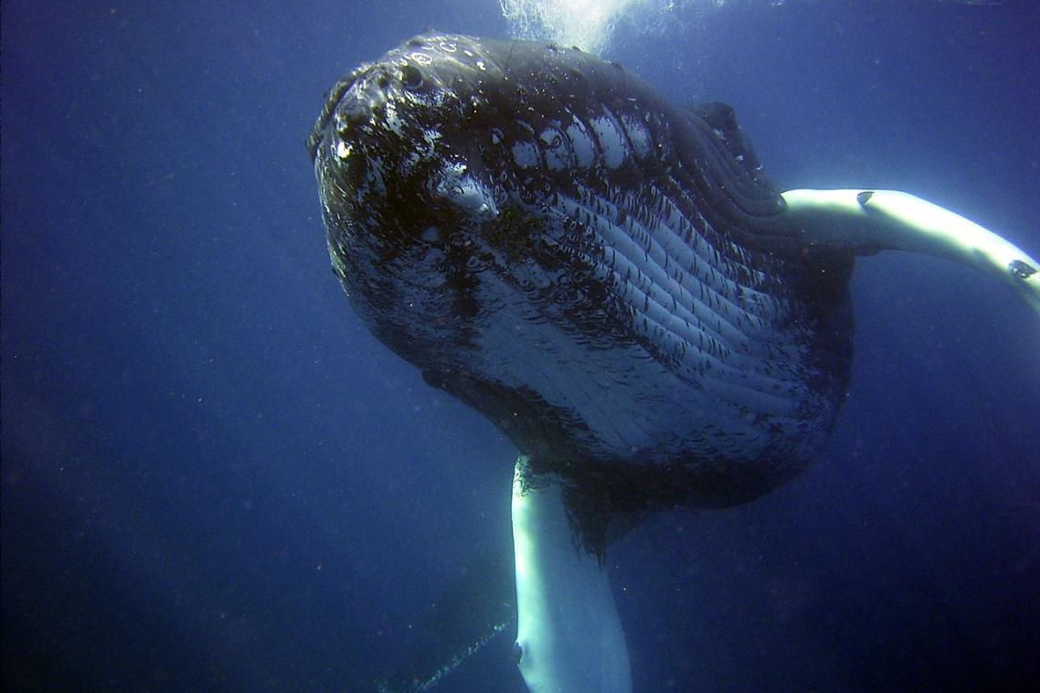 A humpback whale