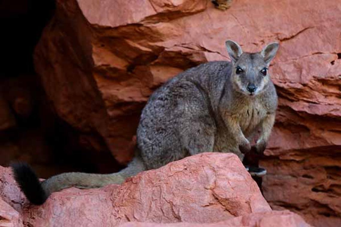 The short-eared rock wallaby (Petrogale brachyotis) of northern Australia has nearly 20 per cent of its habitat within Indigenous peoples’ lands (Credit: Micha Jackson).