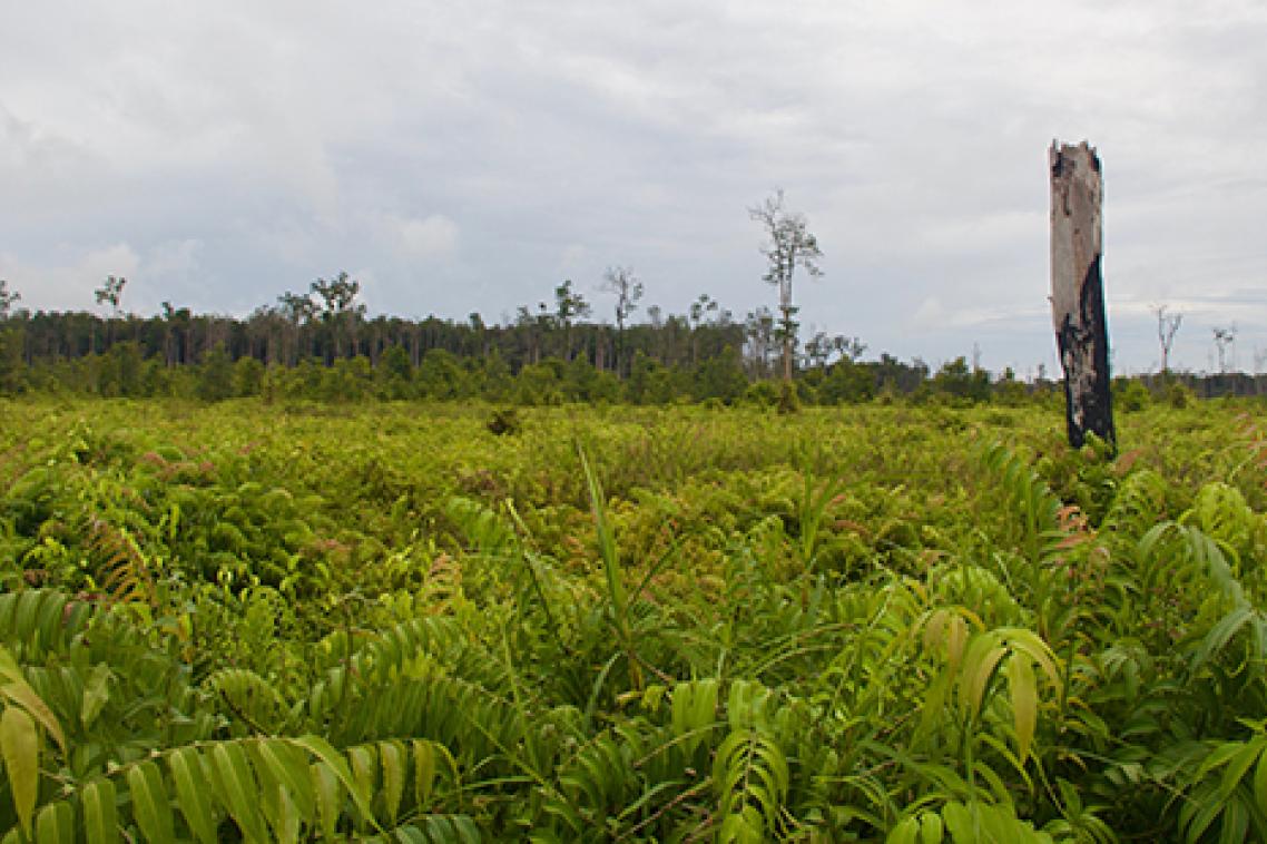 Indonesian peat forest which burned in 2015