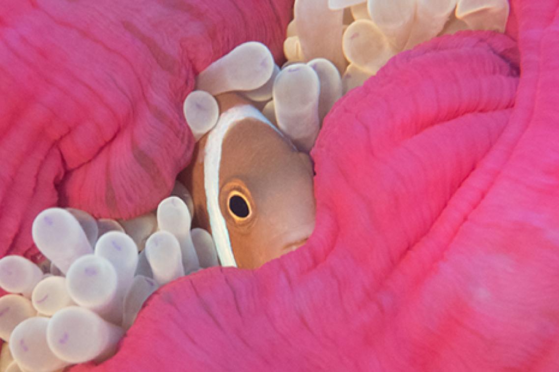A clownfish hiding away in the anemones. Credit: Stefan Andrews.