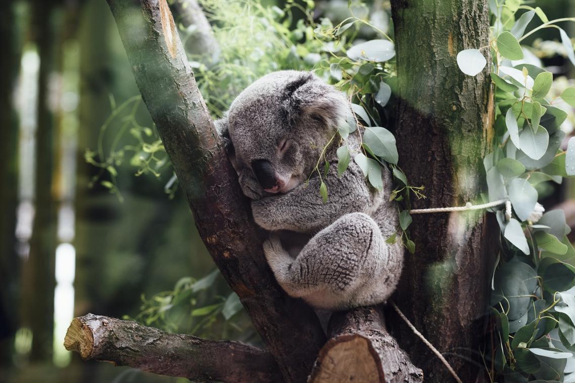 An innovation in rapid diagnostics is helping fight chlamydia spread among koala populations