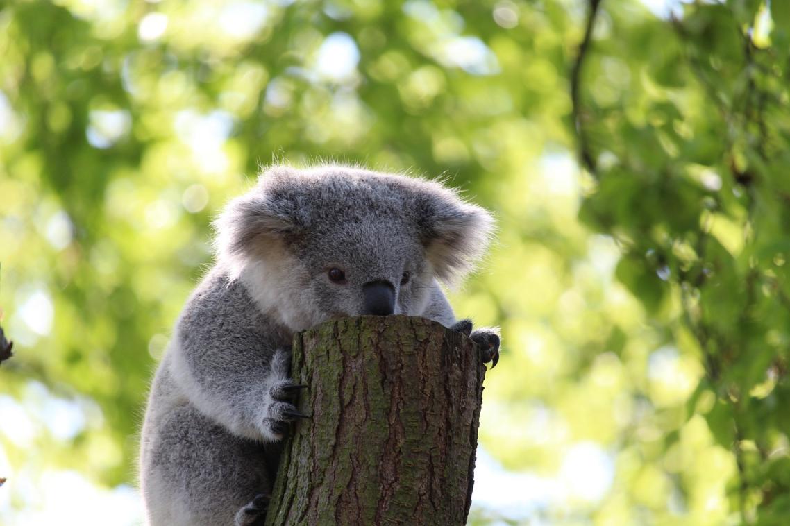 Photo of a koala on a tree stump