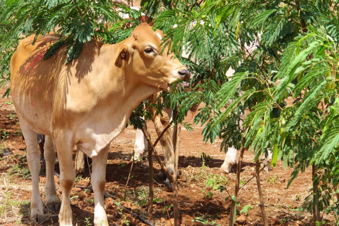 Cow-eating-leucaena-crop-which-is-drought-resistant