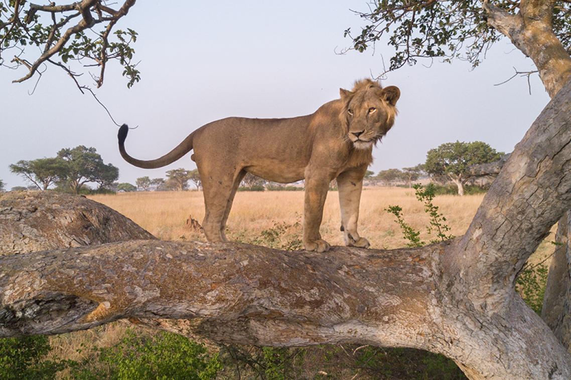 A young male lion named Jacob stands in the branches of a large sycamore fig tree in the Ishasha region of Uganda. (Credit: Alex Braczkowski)