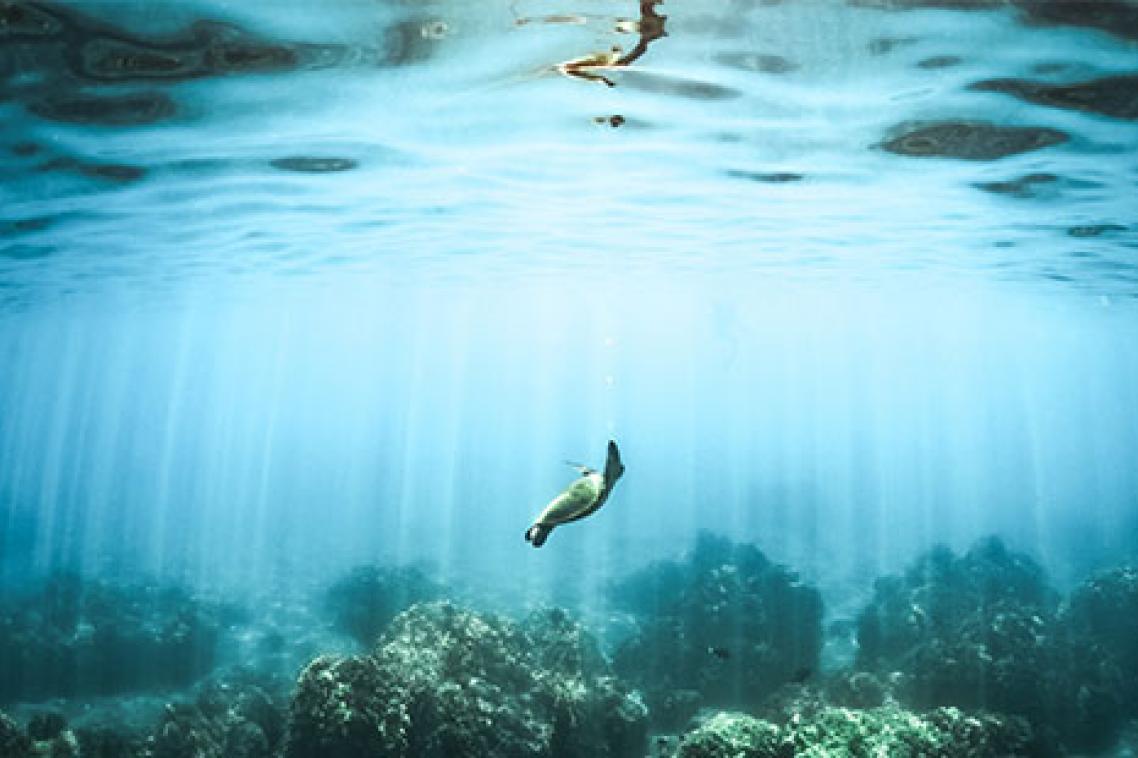 Underwater image.
