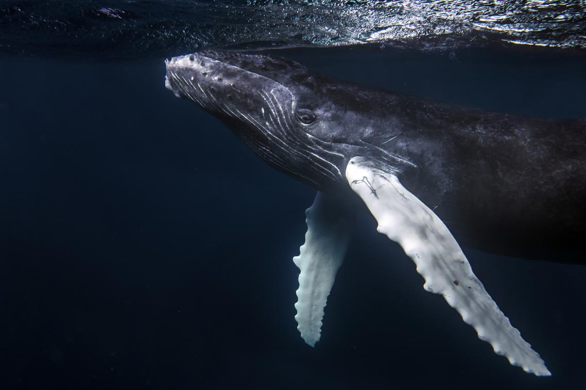 Humpback_Whale