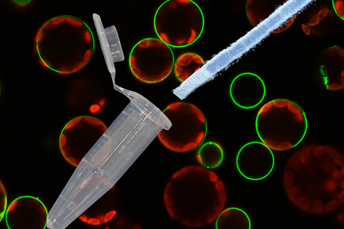 Dipstick lying next to test tube, with cellular pictures in green and red behind it