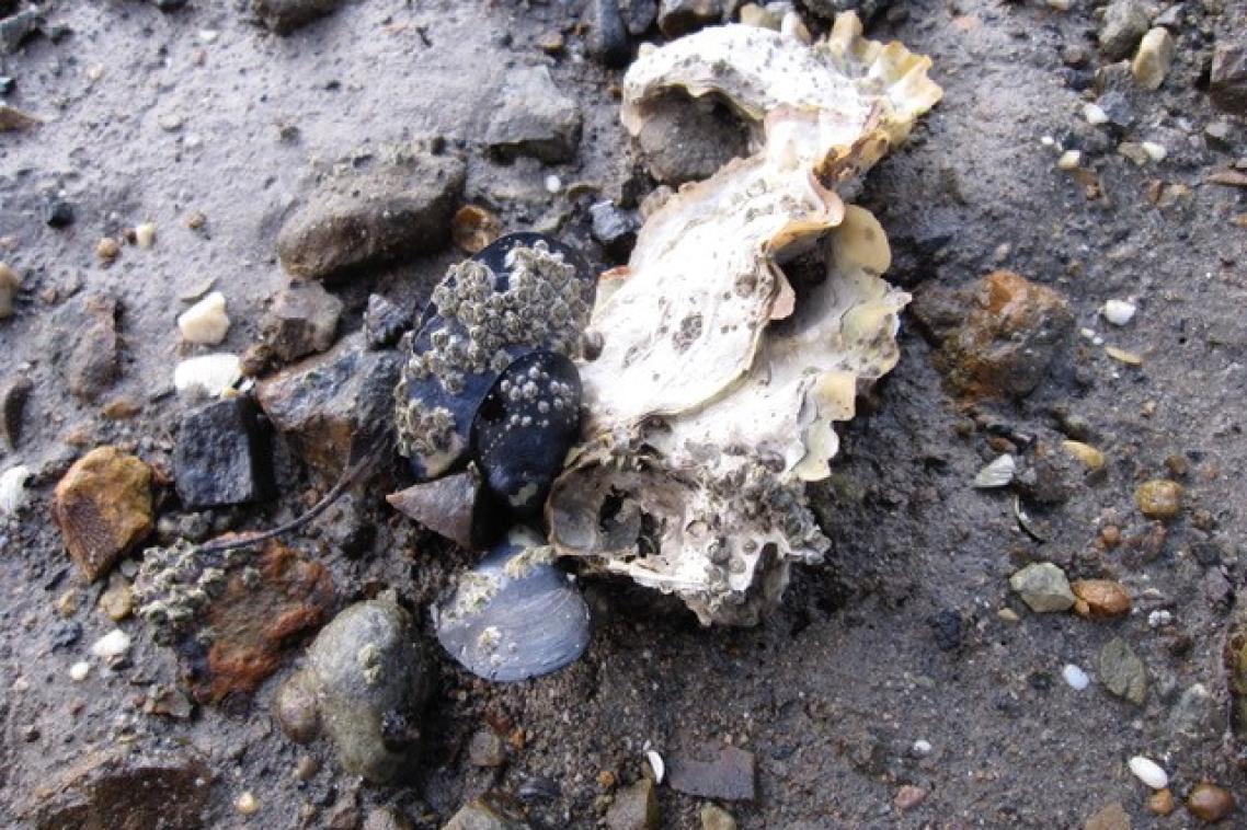 Beach mussels from Southport, Tasmania