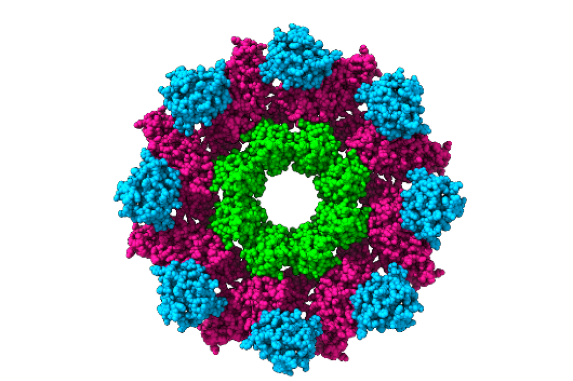 The ring-like structure of the SARM1 protein, developed with X-ray crystallography and cryo-electron microscopy.