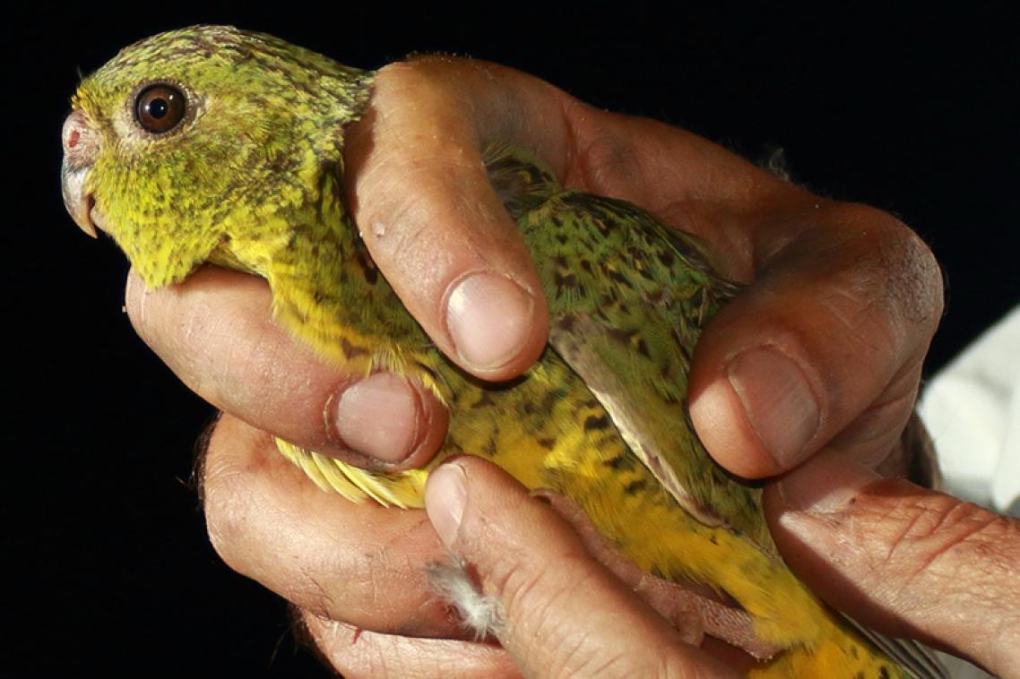 Night parrot