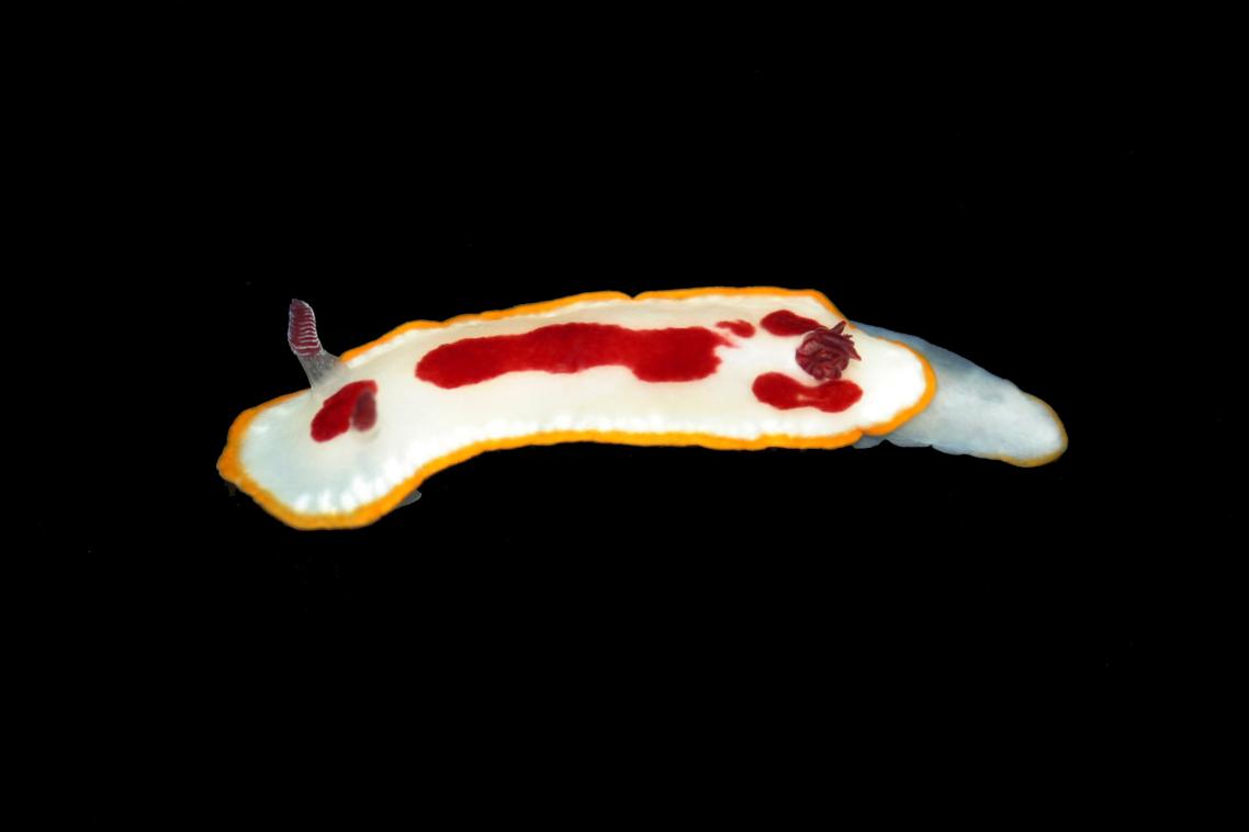 Goniobranchus_splendidus: fish use the yellow rim to identify the danger. Photo: Anne Winters