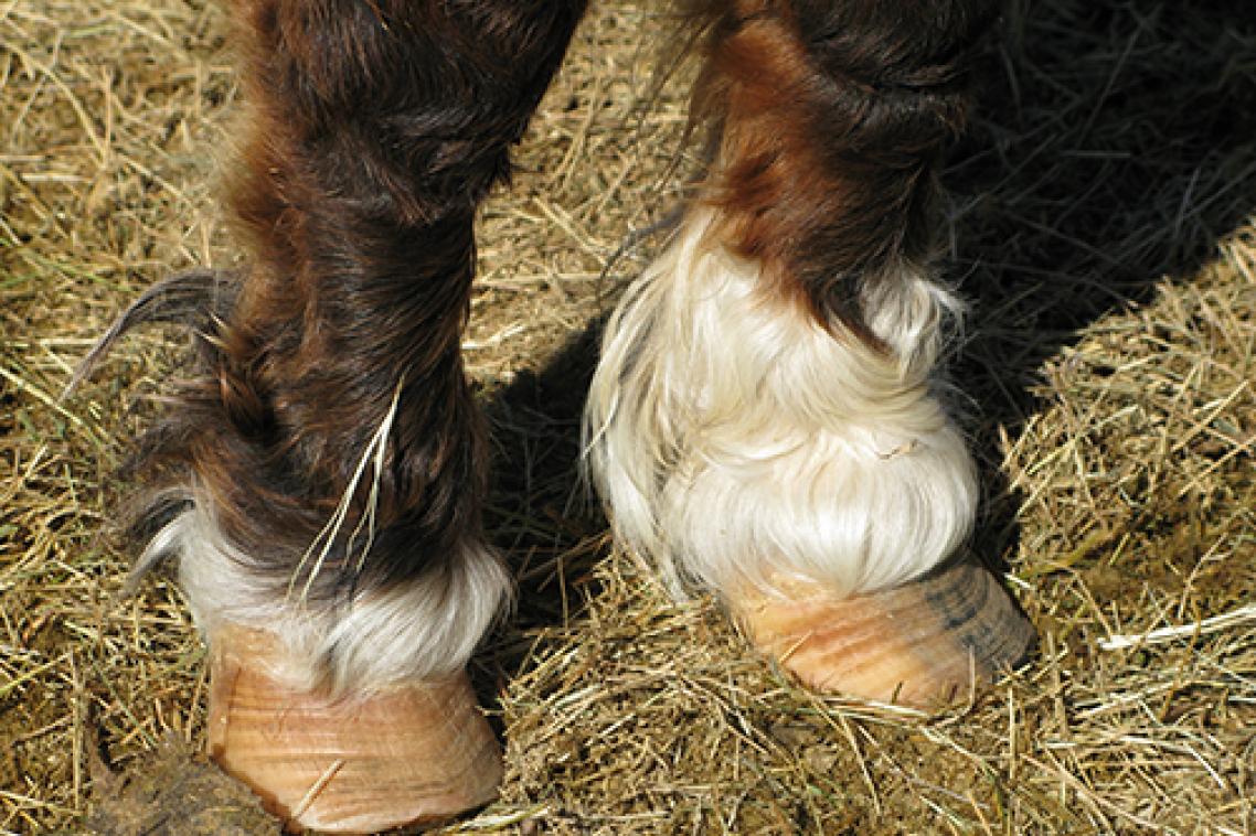 Close up of horses front hoofs