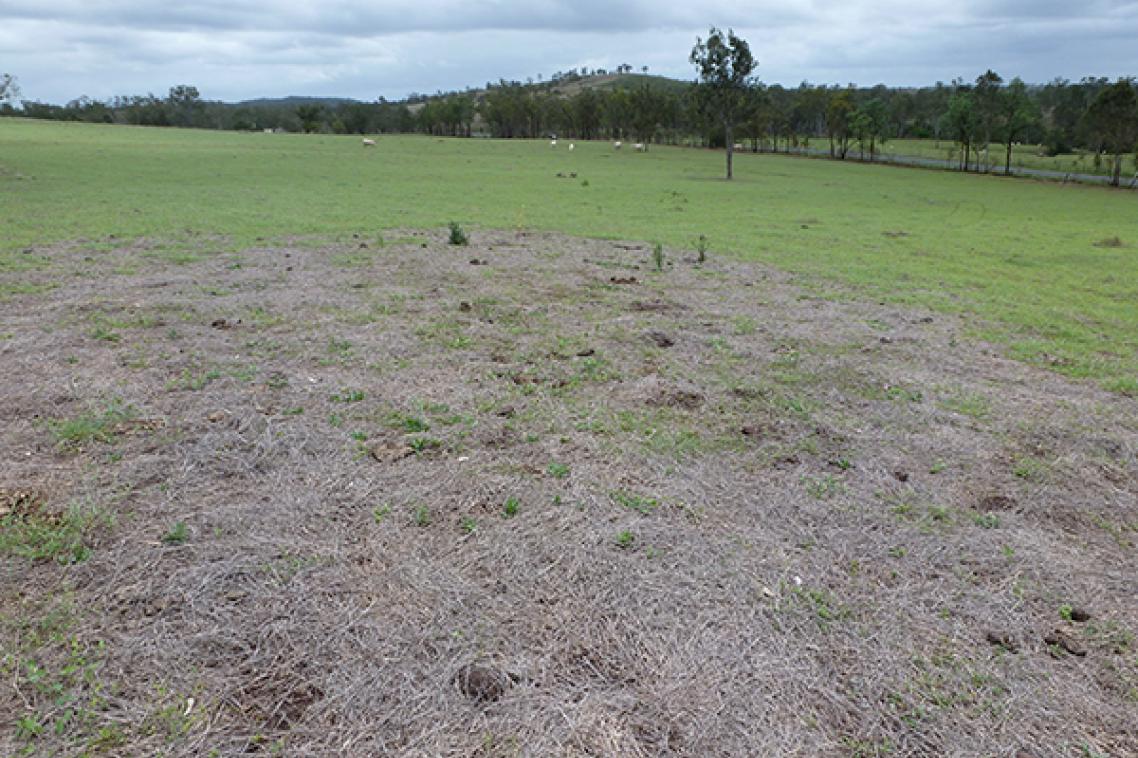 A paddock showing a large tract of pasture dieback.
