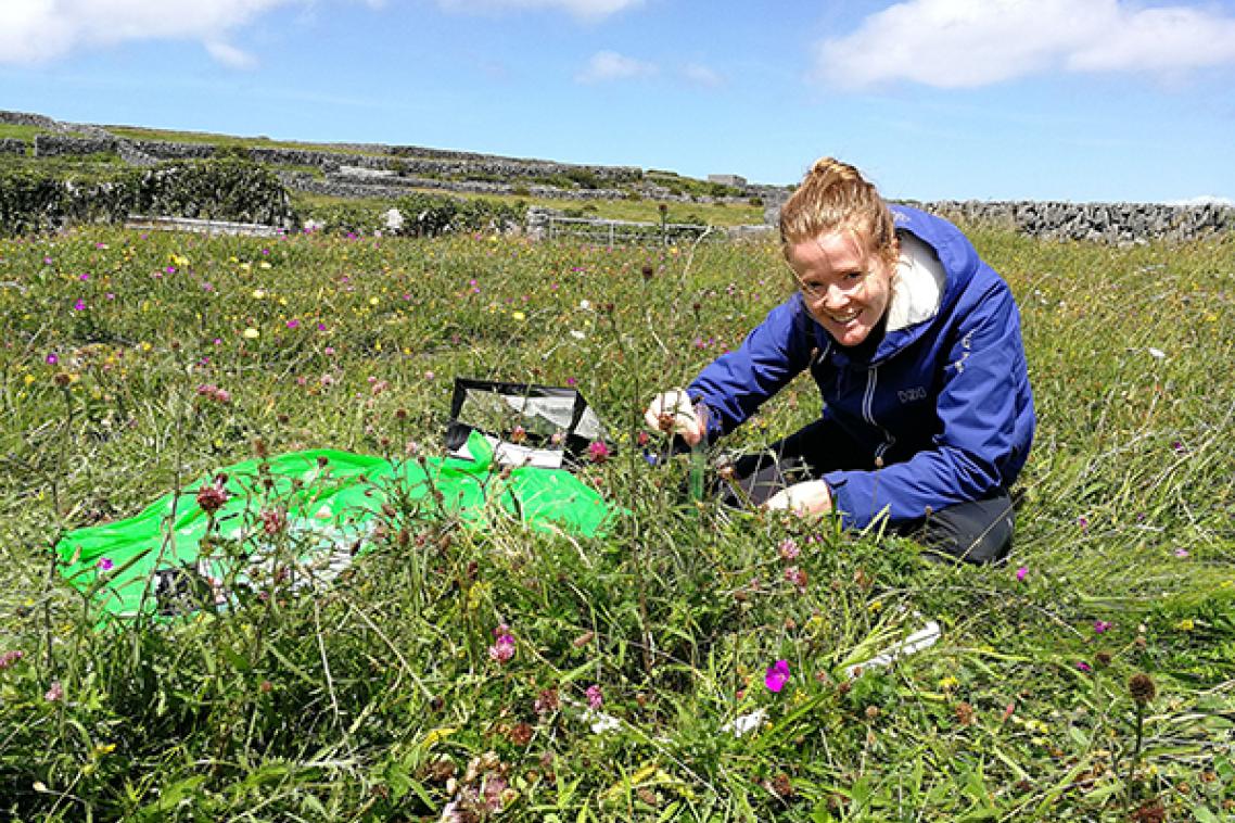 Lead author Dr Annabel Smith measures a plantain during the annual census on Inis Oirr, Ireland.