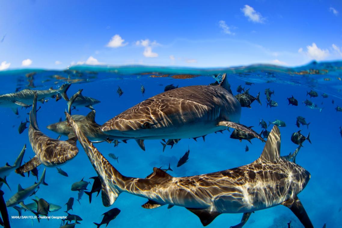 Sharks swimming together in the ocean with a blue sky above