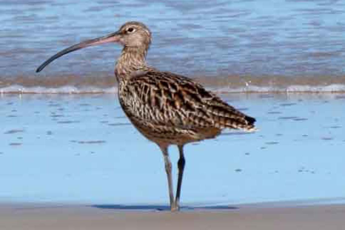 A bird stands on the shore.