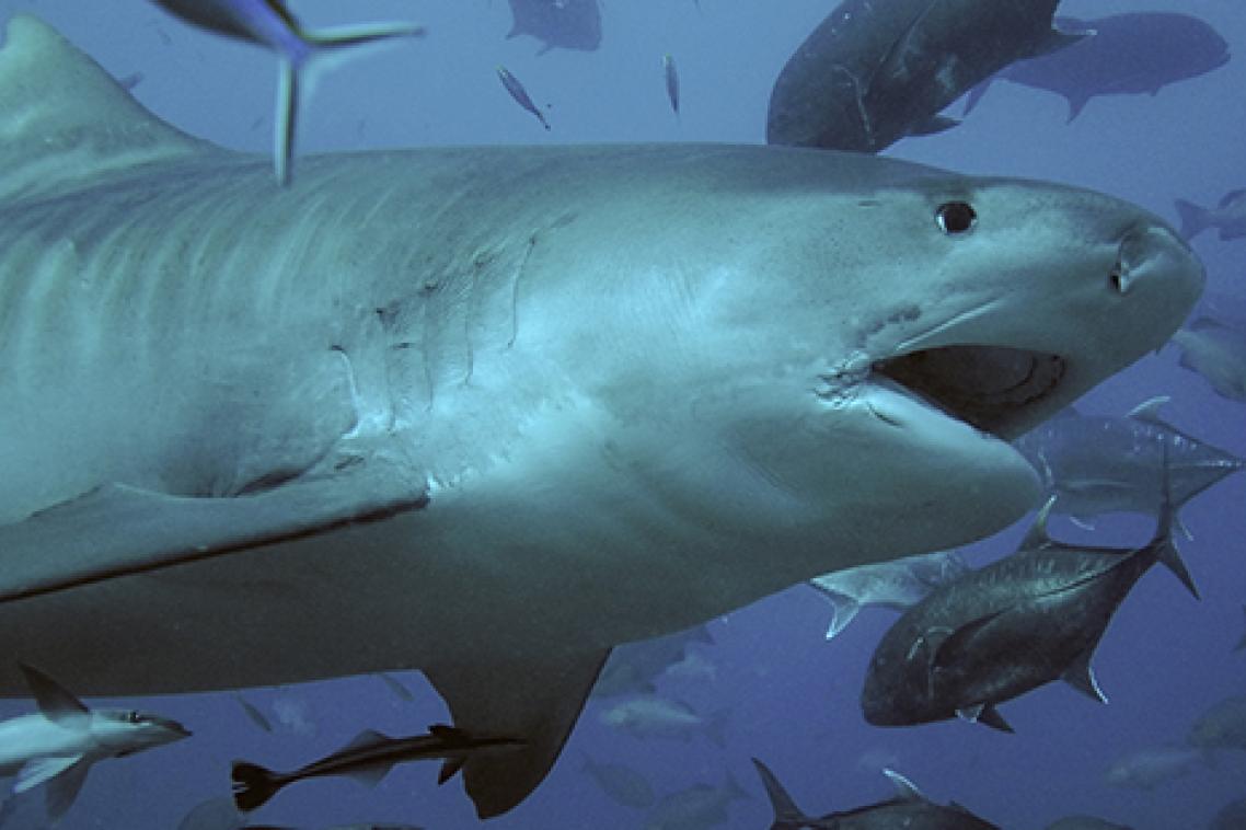 A tiger shark scarred from fishing equipment