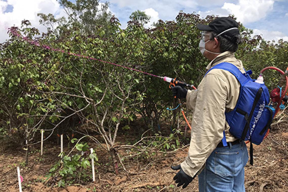 A demonstration of the technique, which involves applying a high concentration jet or ‘splatter’ of herbicide on to foliage.