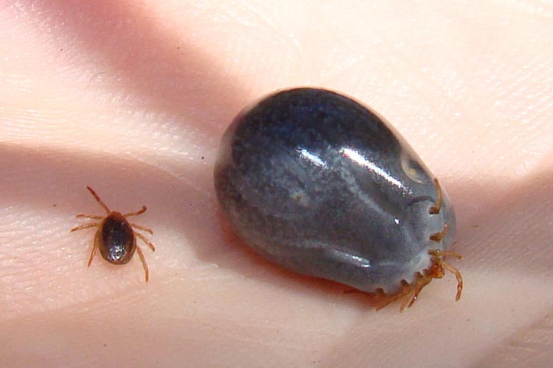 Paralysis Tick before and after feeding