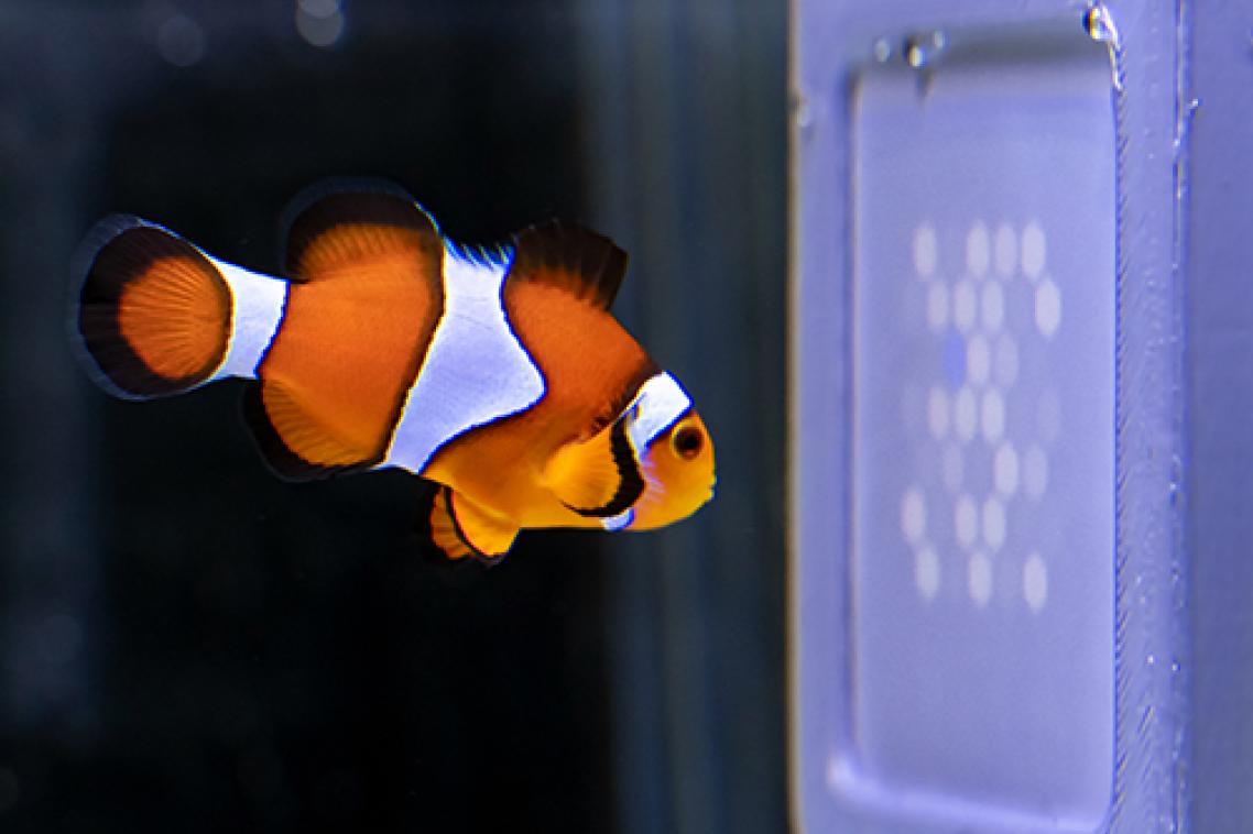 'Nemo" orange fish looking at a UV screen of coloured dots