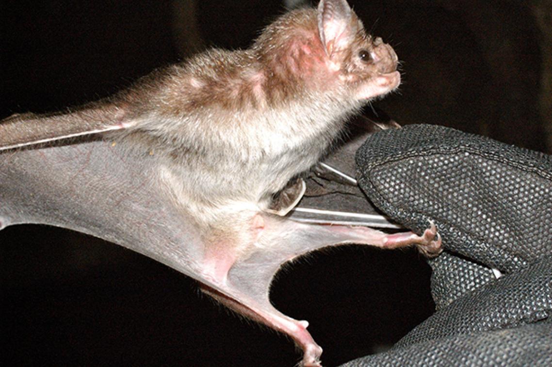 Vampire bat