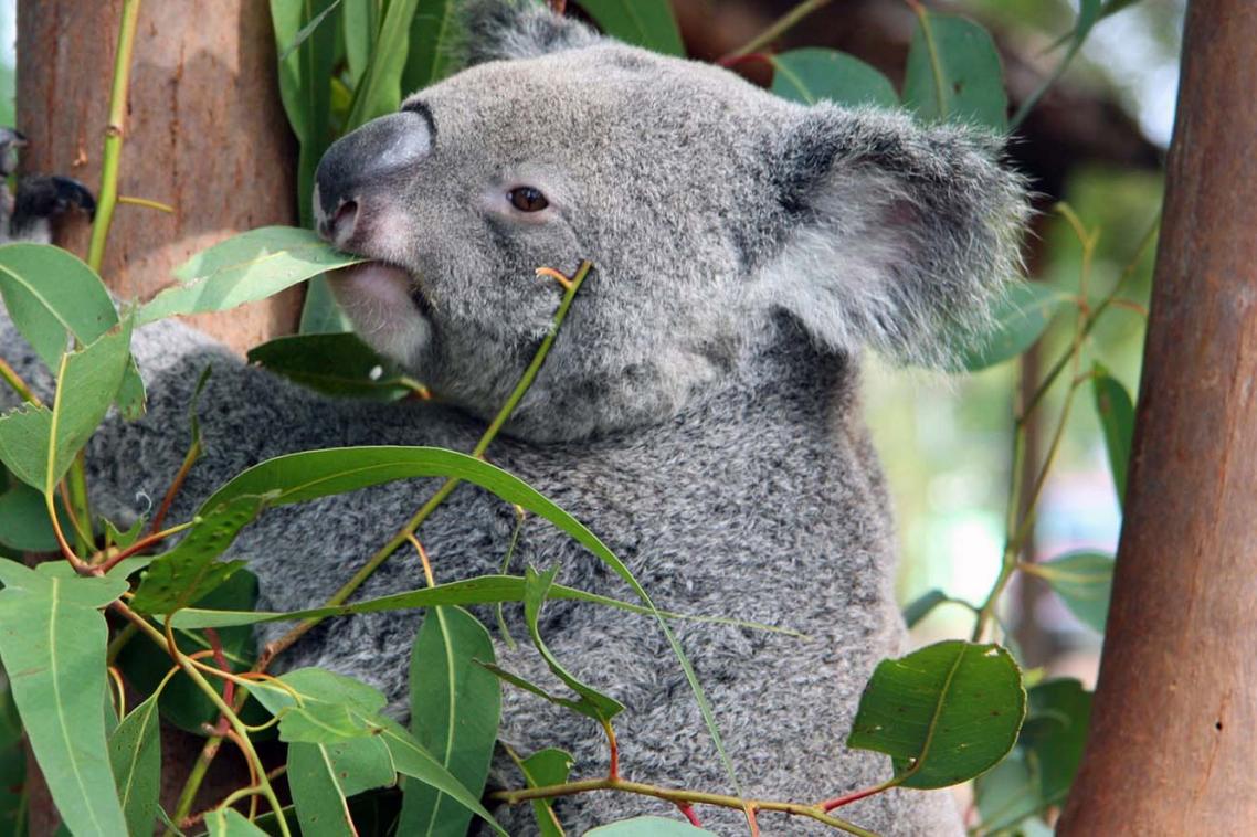 Trauma and infectious disease were the most common single diagnoses in koalas
