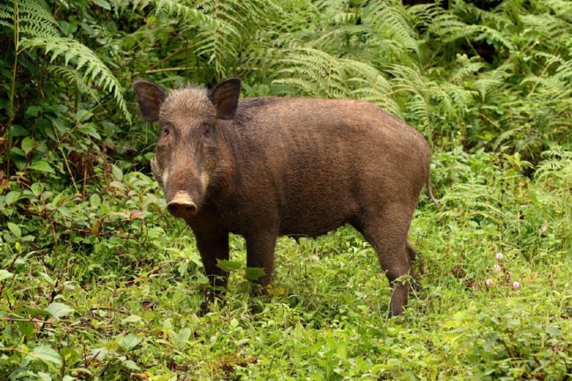 Wild pigs or boars (Sus scorfa) are native to Malaysia and also the entire of Eurasia, and are invasive in all other continents, including Australia and the Americas.