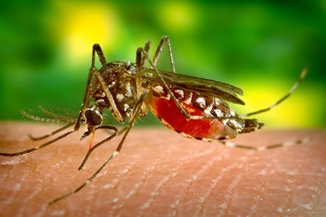 Mosquitoes transmit the Zika virus.
