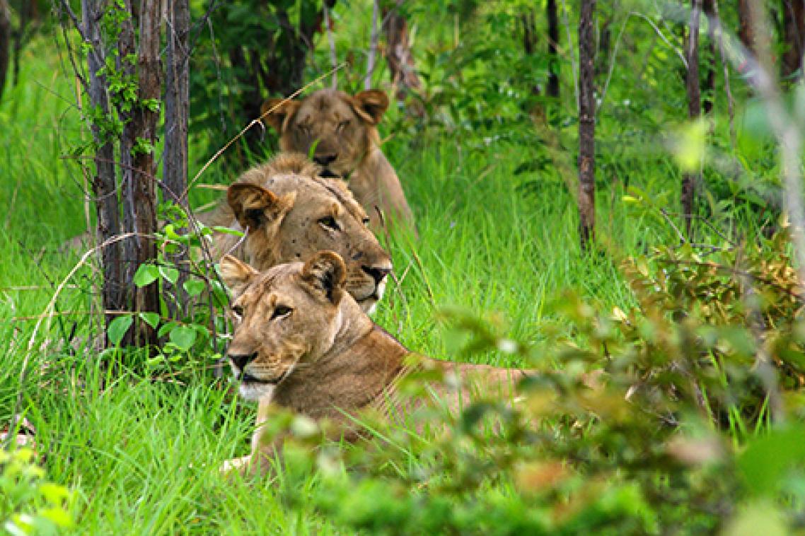 Lions during the wet season. Photo by Jean‐Baptiste Deffontaines