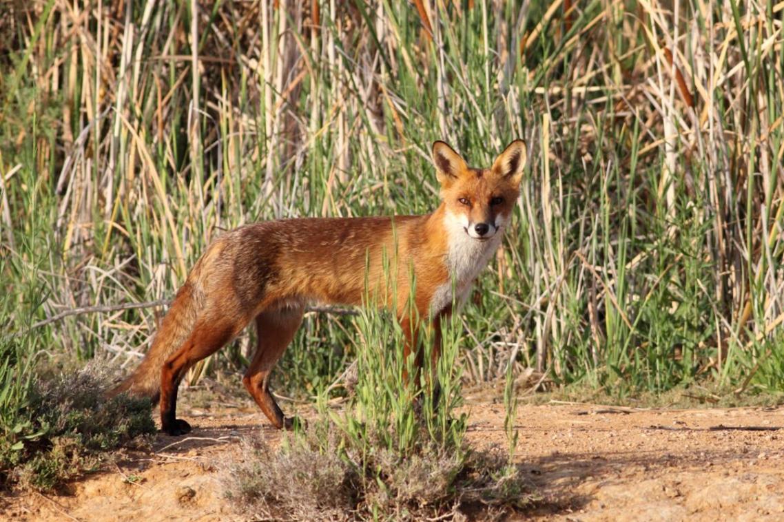 European red fox at Lake Cargelligo, NSW. Credit: Harley Kingston CC BY 2.0.