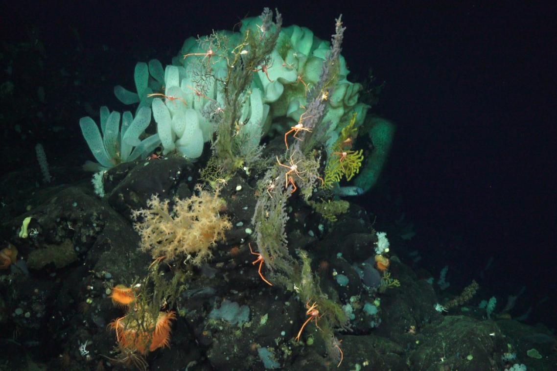 Image from Schmidt Ocean Institute