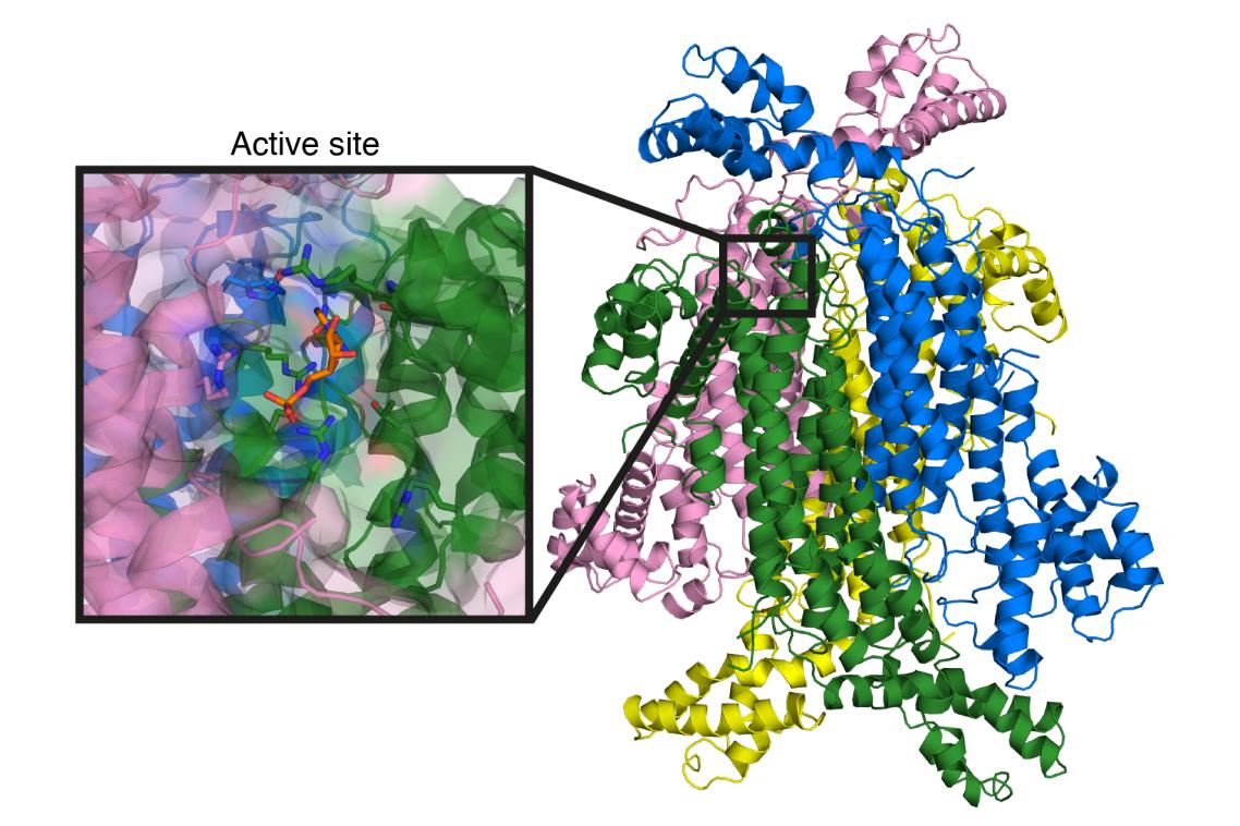 Crystal structure at 2.1 Å resolution of the target enzyme, ADS lyase. The inset shows detailed structure of the active site.