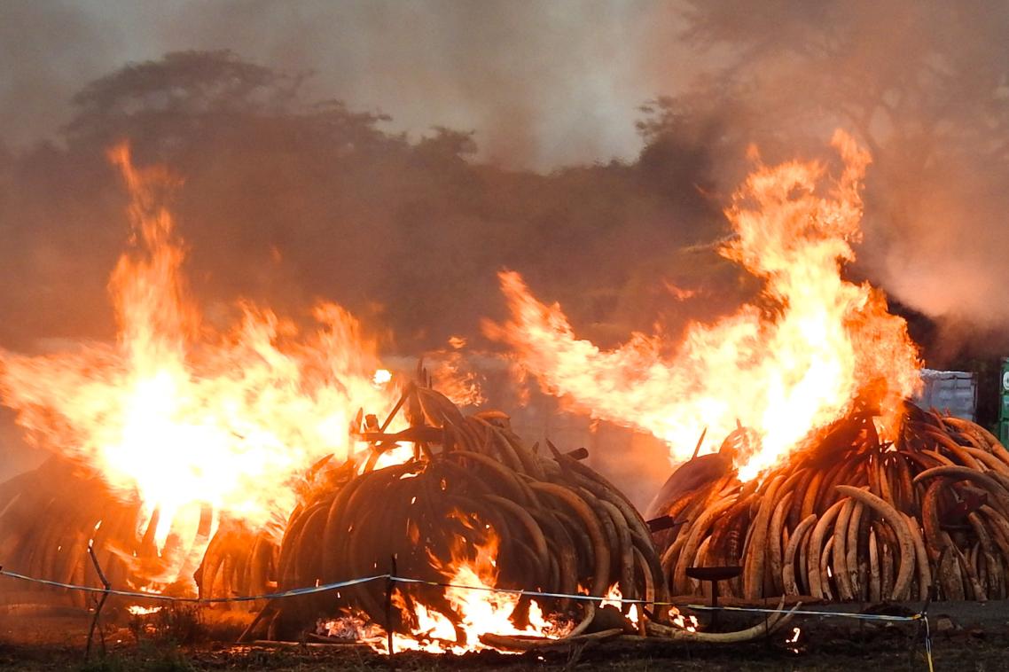 Ivory burns in Kenya