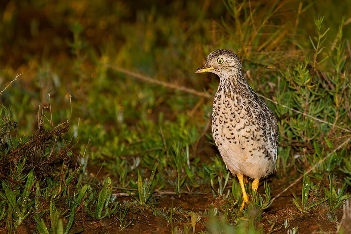 A plains-wanderer