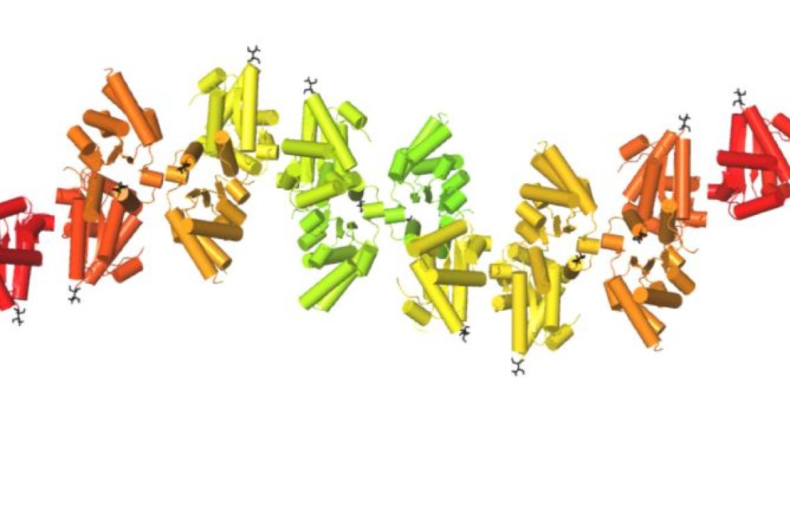 Hypothetical structural model of the assembly of TIR domains during signalling, from the SNC1 immunity receptor found in Arapidopsis plants. Individual subunits are shown in different colours, with β-strands shown as arrows and α-helices shown as cylinders.  Image: Bostjan Kobe.