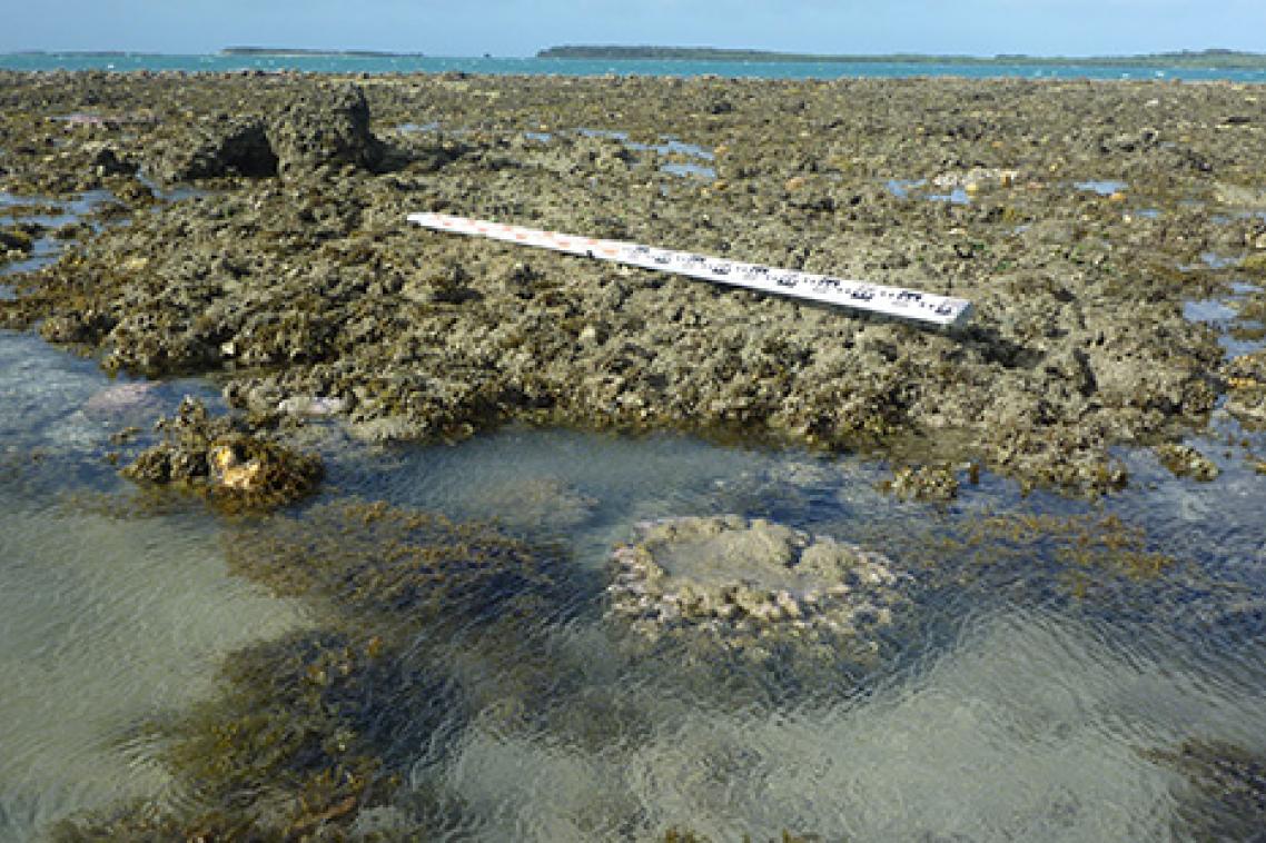 Emergent fossil reef flat with lower living coral microatoll in foreground, Gore Island, Far North Great Barrier Reef