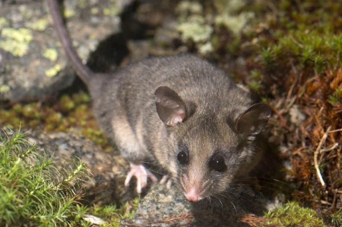 The mountain pygmy-possum.