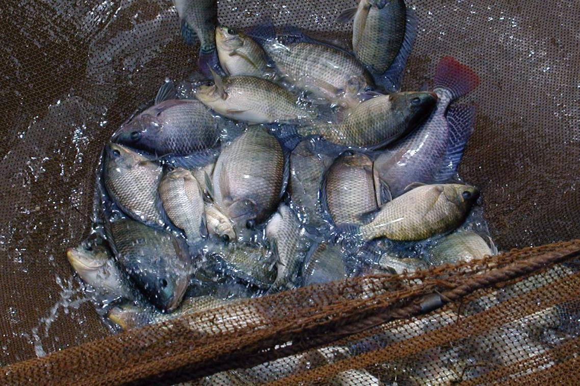 Farmed tilapia, photo WorldFish.